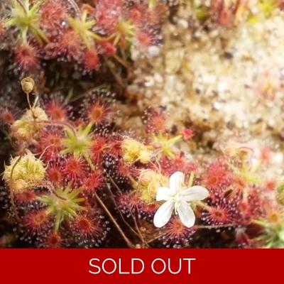 Drosera roseana, 10+ gemmae